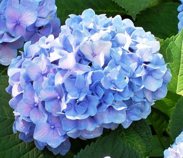 Wise Nurseries Shrubs Hydrangeas Hydrangea 39;Dool…